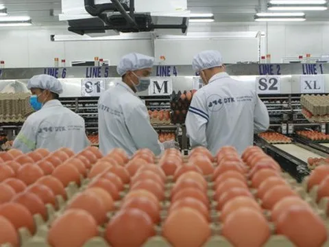 Cùng nuôi gà đẻ trứng: Hòa Phát bán 700.000 trứng/ngày, đại gia nông nghiệp hơn 30 năm kinh nghiệm bị Vietcombank, Vietinbank lần lượt rao bán nợ cả nghìn tỷ đồng