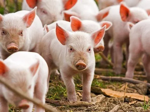 "Heo ăn chay" BAF thông báo chi tiết sử dụng tiền từ trái phiếu: Một phụ nữ thu về hơn 1 tỷ đồng mỗi tháng nhờ cho thuê trang trại