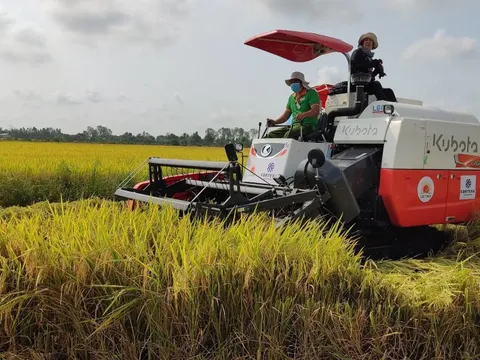 Nông nghiệp là trụ đỡ (*): Xuất khẩu gạo tự tin vượt Thái Lan
