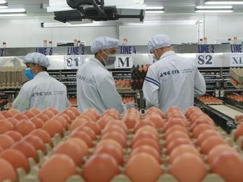Hòa Phát bán 700.000 trứng/ngày, đại gia nông nghiệp bị rao bán nợ cả nghìn tỷ đồng
