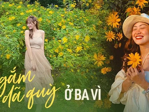 Ngắm mùa dã quỳ nở hoa tại Vườn quốc gia Ba Vì