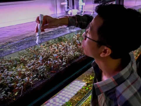 Thú chơi cây thủy sinh đắt đỏ ở Hà Nội: “Đổ" cả chiếc ô tô vào bể cá là chuyện thường