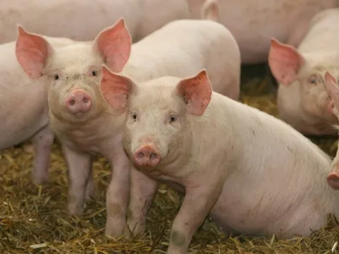 Trồng chuối để xuất khẩu hay để nuôi heo khi 2/3 sản lượng chuối dùng cho heo ăn: Hoàng Anh Gia Lai nói gì?