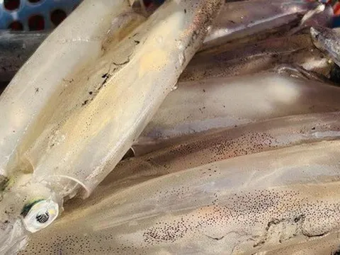 Vì sao Hàn Quốc vẫn là thị trường 'đỉnh' nhập khẩu mực, bạch tuộc Việt Nam?