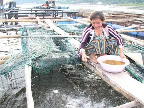 Giá cá biển lên cao gấp đôi, dân nuôi ở Kiên Giang 'có tiền ăn Tết'