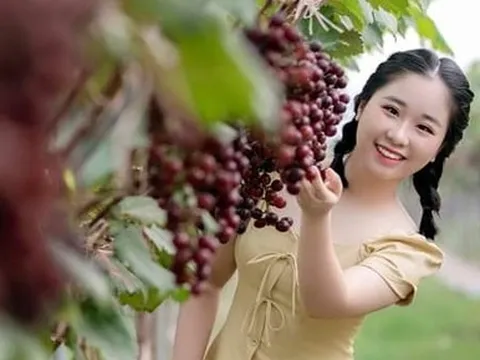 Choáng ngợp trước vườn nho sai trĩu quả thu hút đông đảo khách tham quan ở Ninh Bình