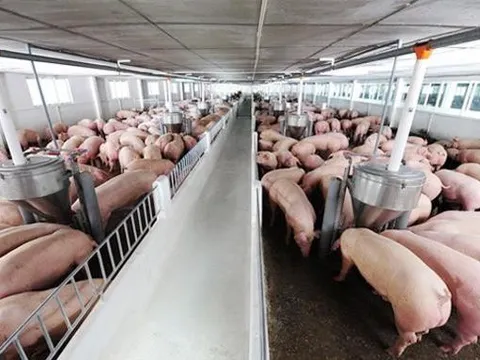 Bầu Đức bắt tay công ty giấy, công ty máy nông nghiệp và công ty chăn nuôi trâu bò đề xuất chuỗi dự án nông sản quy mô 1.000 tỷ đồng tại Quảng Bình