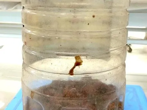 Uống rượu cà độc dược, 2 người đàn ông nhập viện cấp cứu