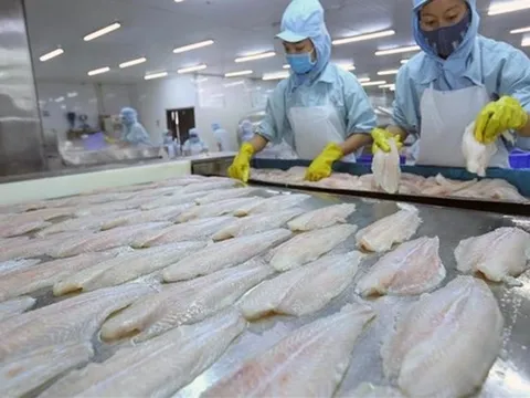 Xuất khẩu cá tra giảm tốc, thấp nhất từ đầu năm