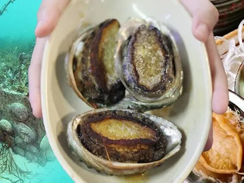 Loại hải sản bổ dưỡng ở Việt Nam được bán với giá gần 1 triệu đồng/kg