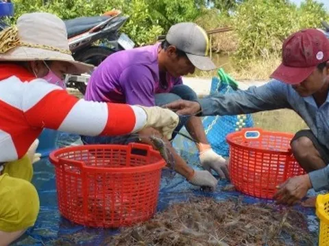 Nông dân U Minh được vụ mùa tôm càng xanh