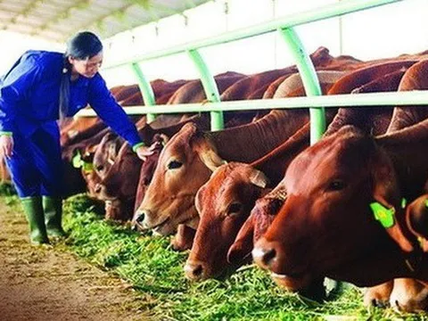 Bapi HAGL của bầu Đức sẽ bán thêm 100.000 con bò Lào đặc sản