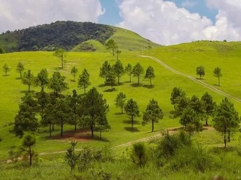 Đắm chìm trong thảo nguyên xanh mướt "không tì vết" ở Bắc Kạn