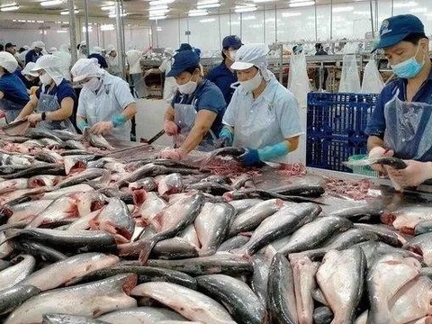 Một công ty cá tra bất ngờ xin hoãn thời gian trả cổ tức thêm gần nửa năm