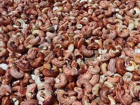 Doanh nghiệp xuất khẩu điều giảm lỗ nhờ... vỏ