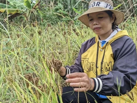 Chuyện về loại nguyên liệu được coi là "linh hồn" của đặc sản Tây Nguyên