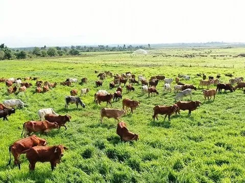 Thaco của tỷ phú Trần Bá Dương sắp nuôi bò quy mô lớn trên diện tích hàng ngàn ha tại Lào