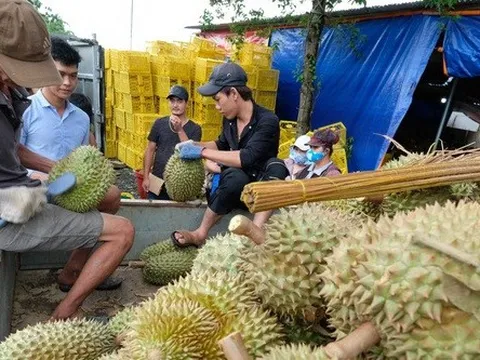 Xuất khẩu rau quả sang Trung Quốc tăng mạnh