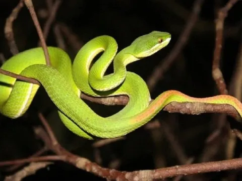 Người dân bị rắn độc cắn, chuyên gia chỉ cách phòng hiệu quả