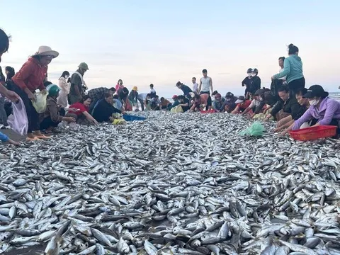 Quăng mẻ lưới 'trúng đậm' hàng tấn cá, ngư dân thu trên chục triệu đồng