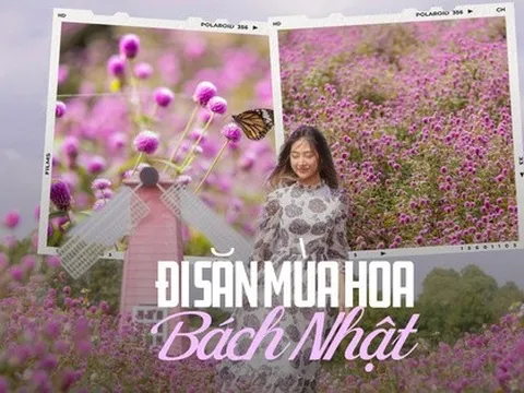 Giới trẻ nô nức check-in mùa hoa bách nhật tím thơ mộng giữa lòng Hà Nội