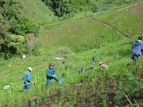 Rừng trồng chết hàng loạt