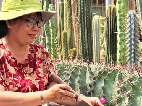 Trồng xương rồng thu tiền tỉ