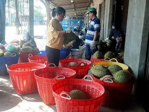 Giá trái cây miền Tây tăng gấp đôi