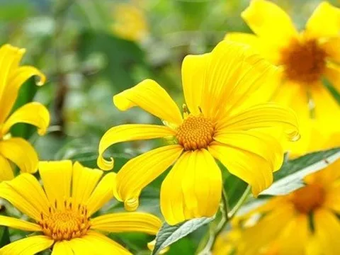 Rủ nhau lên núi ngắm hoa dã quỳ nở rộ, rời xa khói bụi về miền an yên