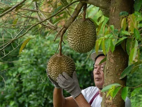Nông dân Thái Lan lo cạnh tranh 'sốt vó' với sầu riêng tươi Việt Nam