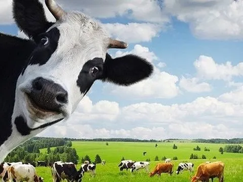 Miệt mài “ghi danh” chờ mua, quỹ Singapore vẫn chưa tăng được sở hữu tại Vinamilk dù chứng khoán Việt Nam đã giảm sâu