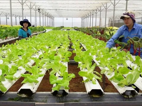 Khó tiếp cận chính sách hỗ trợ nông nghiệp hữu cơ