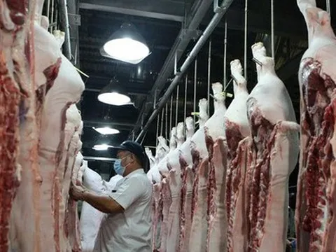 Giá lợn hơi lao dốc, đề nghị Bộ Nông nghiệp nghiên cứu xuất khẩu
