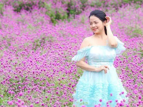 Mê mẩn ngắm hoa bách nhật tím