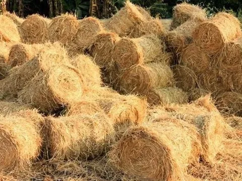 Phụ phẩm từ cây lúa: "Mỏ vàng" vẫn còn bỏ ngỏ