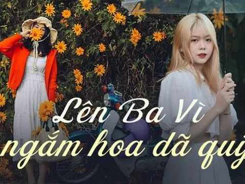 Lên Ba Vì ngắm hoa dã quỳ nở rộ chỉ với khoảng 200 nghìn đồng