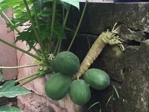 Cây đu đủ mọc ra hình thù kỳ quái, dân mạng rần rần “ra giá” tiền tỷ để mua