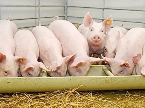 Nhu cầu thịt phục hồi khi Tết Nguyên Đán đến gần, Dabaco, MEATLife, Heo ăn chay, heo ăn chuối có hưởng lợi?