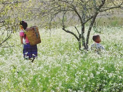 Cuối năm là mùa hoa cải nở trắng xóa cả một vùng Mộc Châu, Sơn La