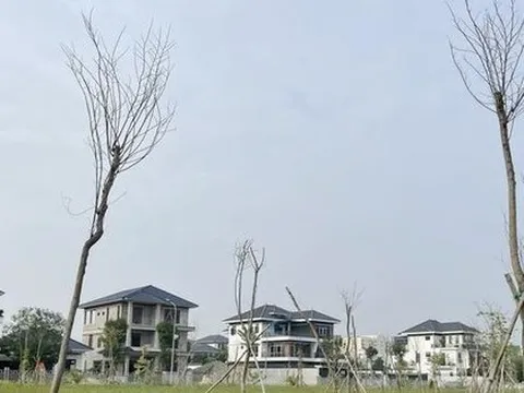 Vì sao gần 550 cây xanh chết khô tại công viên 40 tỷ đồng?