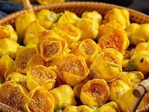 Loại cây khi xưa bị chặt phá để làm rẫy, nay thành đặc sản cực quý hiếm, hoa giá lên đến 20 triệu/kg