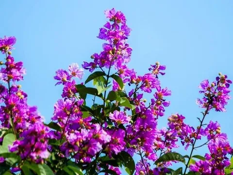 Phát Đạt (PDR), Novaland (NVL) tăng kịch trần ngay đầu phiên, gần 100 triệu cổ phiếu được khớp lệnh trong ít phút