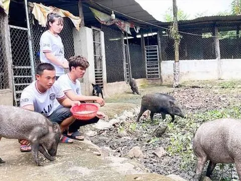Chàng trai 9x làm giàu từ nuôi lợn rừng, lãi hàng trăm triệu đồng mỗi năm