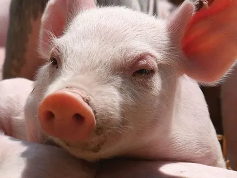 Chủ thương hiệu Heo ăn chay vừa mua thêm công ty Kim Hợi