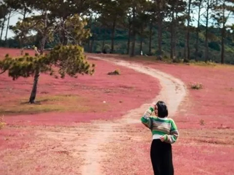 Xao xuyến trước cảnh đẹp như tranh vẽ của đồi cỏ hồng hoang sơ ở Đức Trọng