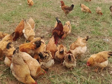 Mondelez Kinh Đô sắp "tung ra" món bánh bông lan làm từ trứng gà nhân đạo