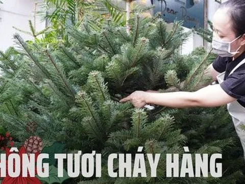 TP.HCM: Người dân chi tiền triệu mua thông tươi chơi Giáng sinh