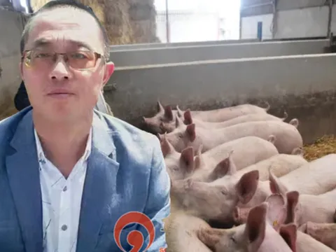 Người đàn ông về quê nuôi heo, ôm khoản nợ tiền tỷ: Mạo hiểm dùng hết vốn liếng "đổ xuống đất" và cái kết ngoài sức tưởng tượng