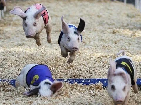 Trung Quốc điều chỉnh chính sách phòng dịch Covid, Tết Nguyên đán cận kề, cổ phiếu của doanh nghiệp nuôi heo bất ngờ ngược dòng trong phiên VN-Index giảm 45 điểm