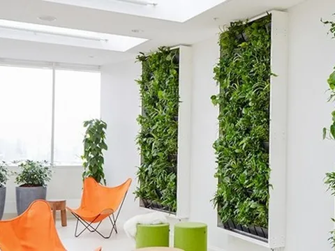 Cách trồng bức tường cây giúp ngôi nhà tràn đầy sinh khí